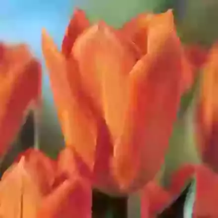 Orange Emperor